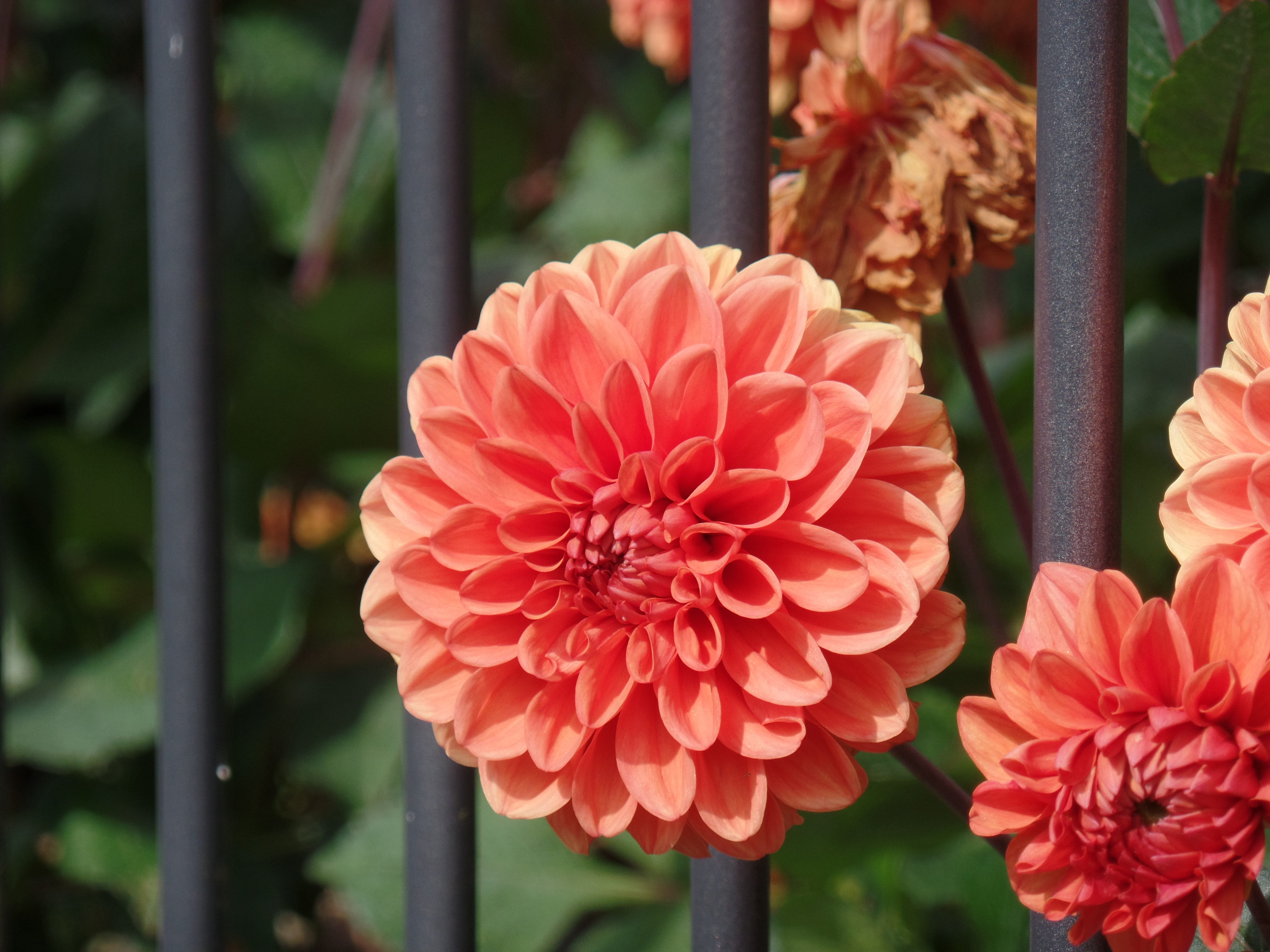Orangefarbene Dahlie, eine sehr symmetrische runde Blüte.